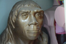 北京猿人头骨复原模型