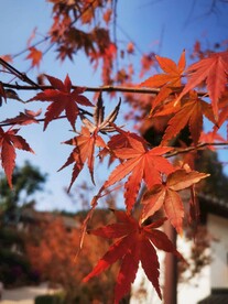 红枫叶
