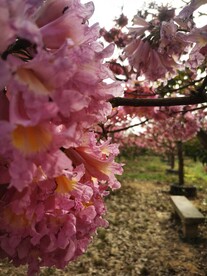 紫花风铃木 