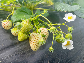 白草莓
