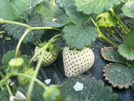 白草莓