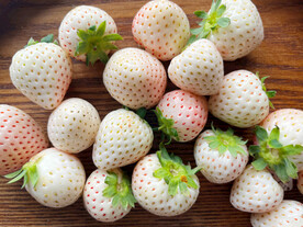 白草莓