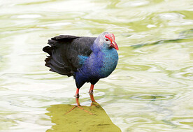 紫水鸡图