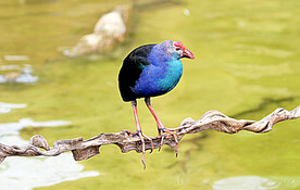 紫水鸡图