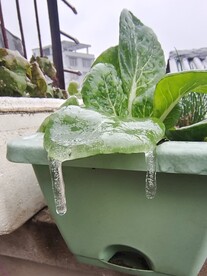 白菜结冰