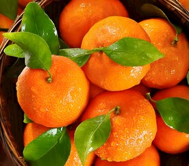 柑橘