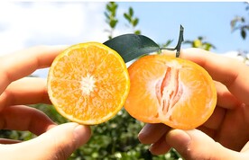 柑橘