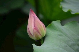 荷花花苞