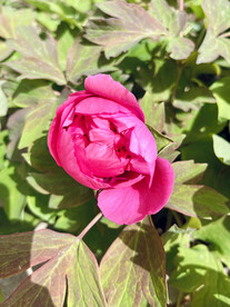 将开未开的花骨朵儿