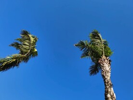 天空下随风摇摆的棕榈树