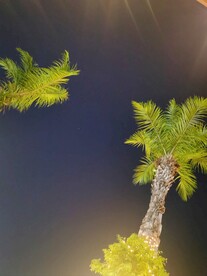 夜空下的棕榈树