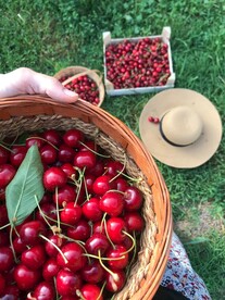 樱桃采摘
