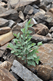 石子堆里的一株小榆树