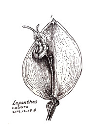 一种神奇的植物