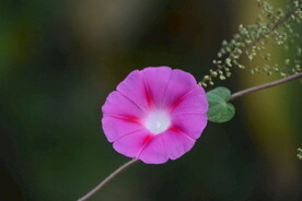 粉色牵牛花