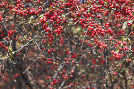 火把果红色果实