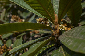 枇杷树花朵特写