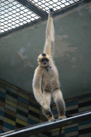 北京动物园的长臂猿