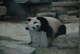 北京动物园的大熊猫