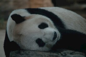 北京动物园的大熊猫