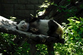 北京动物园的大熊猫