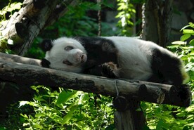 北京动物园的大熊猫休息