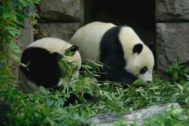 北京动物园的大熊猫