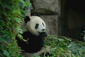 北京动物园的大熊猫