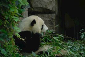 北京动物园的大熊猫