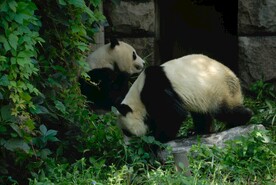 北京动物园的大熊猫