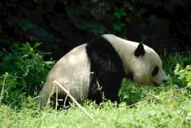 北京动物园的大熊猫