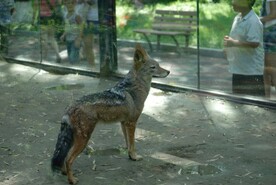 北京动物园的狼