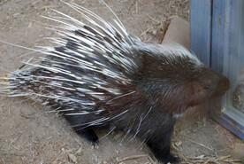 北京动物园的豪猪
