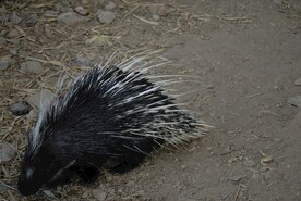 北京动物园的豪猪