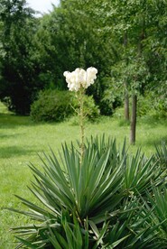 北京动物园的凤尾兰