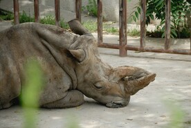 北京动物园的犀牛