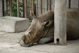 北京动物园的犀牛