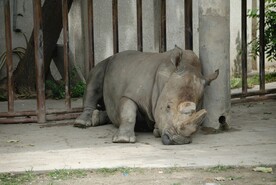 北京动物园的犀牛