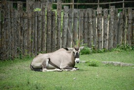北京动物园的羚羊