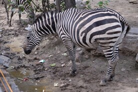 北京动物园的斑马