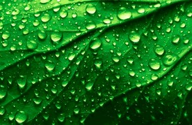 树叶质地带水珠