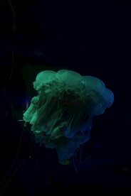 荧光水母