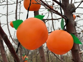 公园里的柿子灯