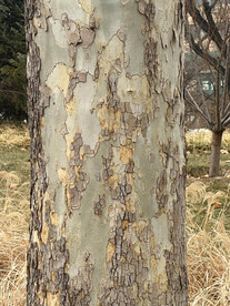 树皮