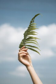 手持阙类植物叶子