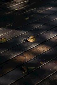 木地板上的树叶