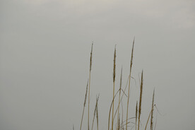 湖泊岸边的芦苇