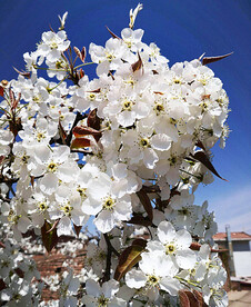 梨花盛开