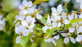 梨花盛开