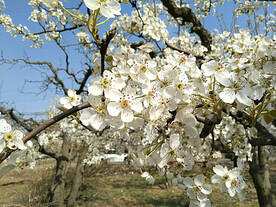 梨花盛开